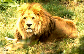 Click here to visit Magic Web, the source of this
image.